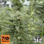 710 Genetics Seeds AK-107 Auto